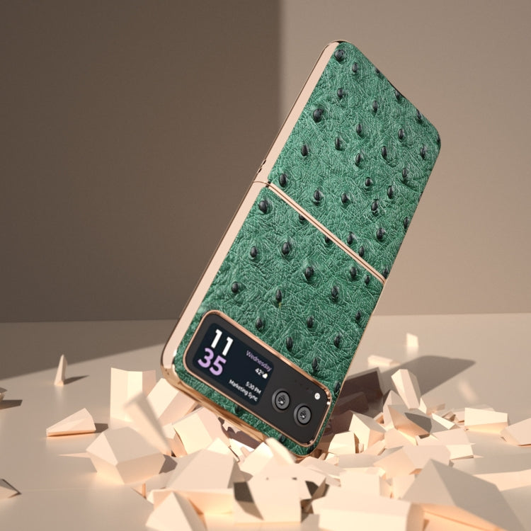 For Motorola Razr 40 Nano Plating Genuine Leather Ostrich Texture Phone Case(Green) - Motorola Cases by PMC Jewellery | Online Shopping South Africa | PMC Jewellery | Buy Now Pay Later Mobicred