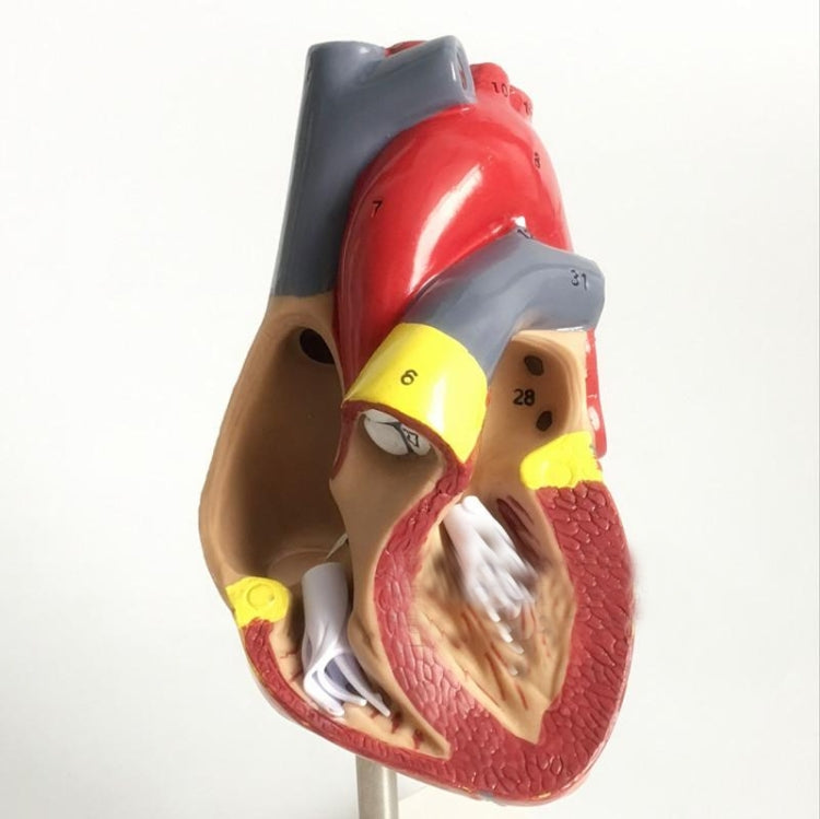 1: 1 Human Heart Anatomical Model  Cardiology Heart Anatomy Teaching Model with Number Mark - Teaching Resources by PMC Jewellery | Online Shopping South Africa | PMC Jewellery | Buy Now Pay Later Mobicred