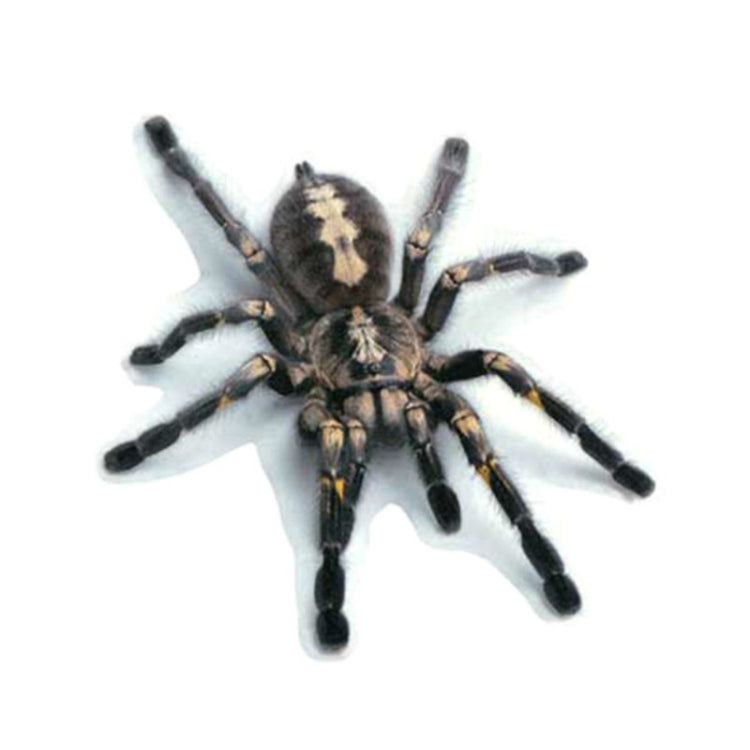Creative Personality Scratch Cover  Car Body Sticker(Black Spider) - 3D Creative Stickers by PMC TechLife | Online Shopping South Africa | PMC TechLife | Buy Now Pay Later Mobicred